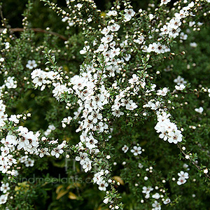 Leptospermum Scoparium 'Alfred Coates' - Tea Tree, Leptospermum