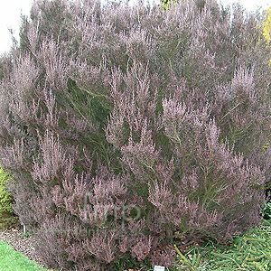 Leptospermum Scorparium 'Chapmanii' - Tea Tree, Leptospermum