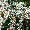 Leptospermum Flavescens