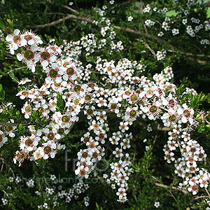 Leptospermum Flavescens - Tea Tree, Manuka, Leptospermum