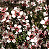 Leptospermum Scoparium - Kea