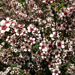 Leptospermum Scoparium 'Kea' - Tea Tree,Manuka,  Leptospermum