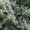 Leptospermum Myrtifolium - Silver Sheen