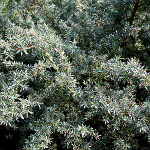 Leptospermum Myrtifolium 'Silver Sheen' - Tea Tree, Leptospermum