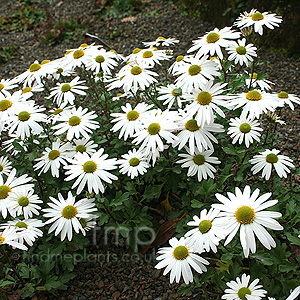 Leucanthemopsis Alpina - Leucanthemopsis