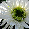 Leucanthemum X Superbum - Aglaia