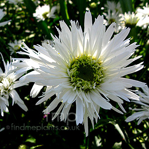 Leucanthemum X Superbum 'Aglaia' - Shasta Daisy