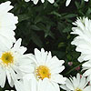 Leucanthemum - T.E.Killin