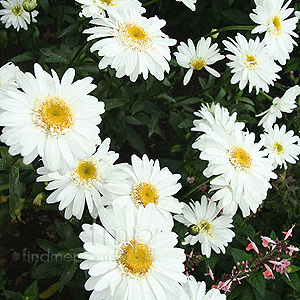 Leucanthemum 'T.E.Killin' - Shasta Daisy