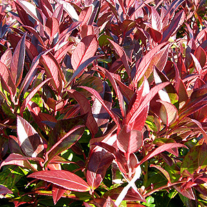 Leucothoe Axillaris 'Scarletta'