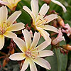 Lewisia - Little Peach