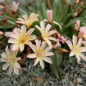 Lewisia 'Little Peach' - Bitterroot, Lewisia