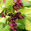 Leycesteria Formosa - Golden Lanterns