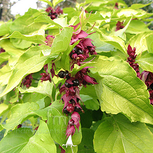 Leycesteria Formosa 'Golden Lanterns' - Leycesteria