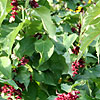 Leycesteria Formosa - Purple Rain