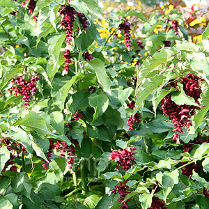 Leycesteria Formosa 'Purple Rain' - Leycesteria, Himalayan Honeysucke