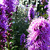 Liatris Spicata - Kobold