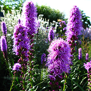 Liatris Spicata 'Kobold' - Gayfeather, Blazing Star