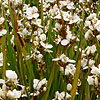 Libertia Formosa