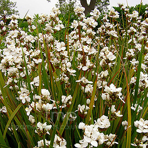 Libertia Formosa - Libertia, New Zealand Satin Flower