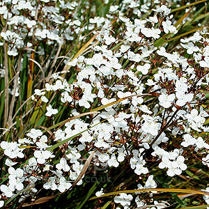 Libertia Ixioides - Libertia, New Zealand Satin Flower