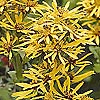 Ligularia - Gregynog