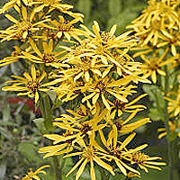 Ligularia