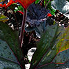 Ligularia - Brit Marie Crawford