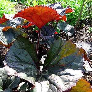 Ligularia - Ligularia