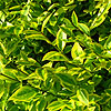 Ligustrum Ovalifolium - Varigatum