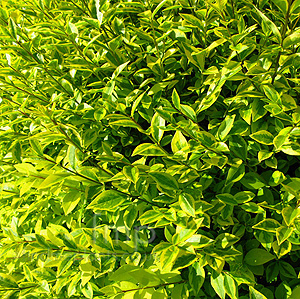 Ligustrum Ovalifolium 'Varigatum' - Oval Leaved Privet