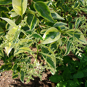 Ligustrum Lucidum 'Excelsum Superbum'