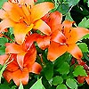 Lilium - Orange Asiatic