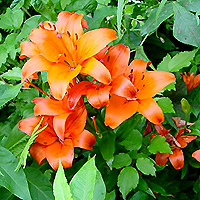 Lilium 'Orange Asiatic'