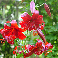 Lilium 'Red Velvet'