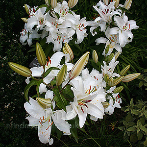 Lilium 'Casa Blanca' - Lily