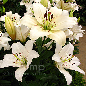 Lilium  'Eyeliner' - Lily