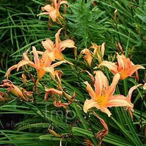 Lilium 'Sun Ray' - Lily