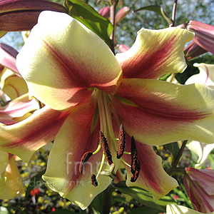 Lilium 'Touching'