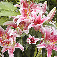 Lilium 'Stargazer' - Lily