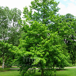 Liquidambar Styraciflua 'Aurea' - Golden Sweet Gum,  Liquidambar