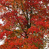 Liquidambar Styraciflua