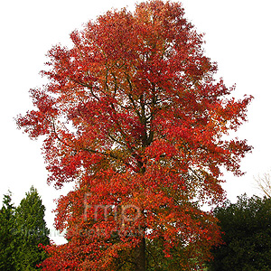 Liquidambar Styraciflua - Sweet Gum Tree