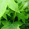 Liquidambar Styraciflua