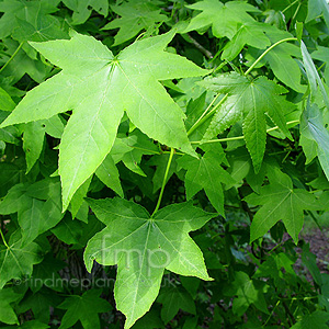 Liquidambar Styraciflua - Sweet Gum Tree