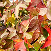 Liquidambar Styraciflua - Worplesdon