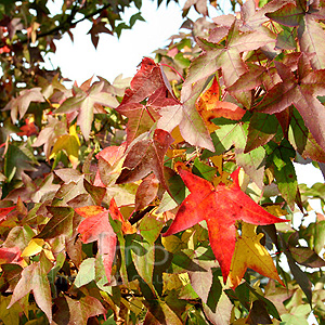 Liquidambar Styraciflua 'Worplesdon' - Sweet Gum, Liquidambar