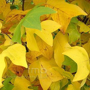 Liriodendron Tulipifera - Tulip Tree