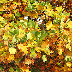 Liriodendron Tulipifera 'Fastigiatum'