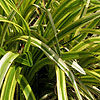 Liriope Muscari - Gold-Banded